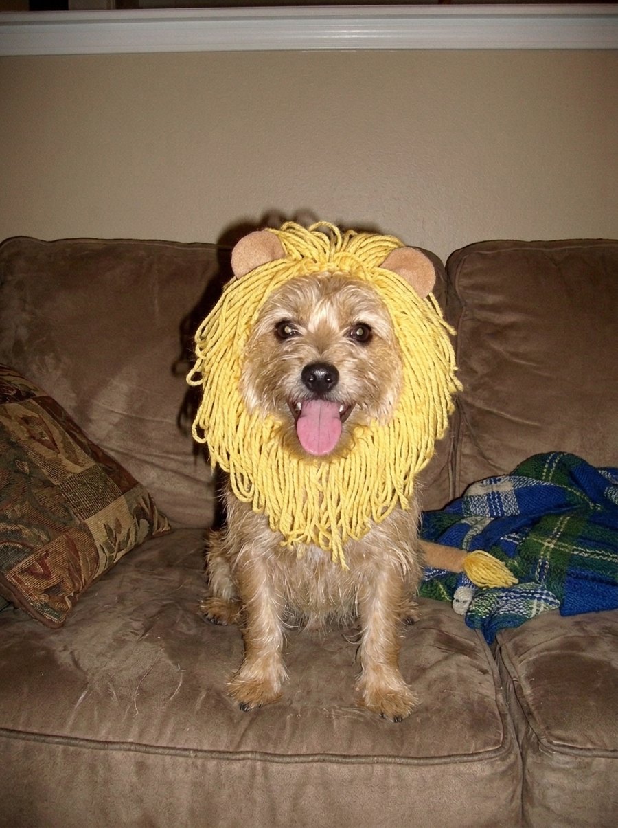 Slide 3: the real yarn mane, slightly tidied