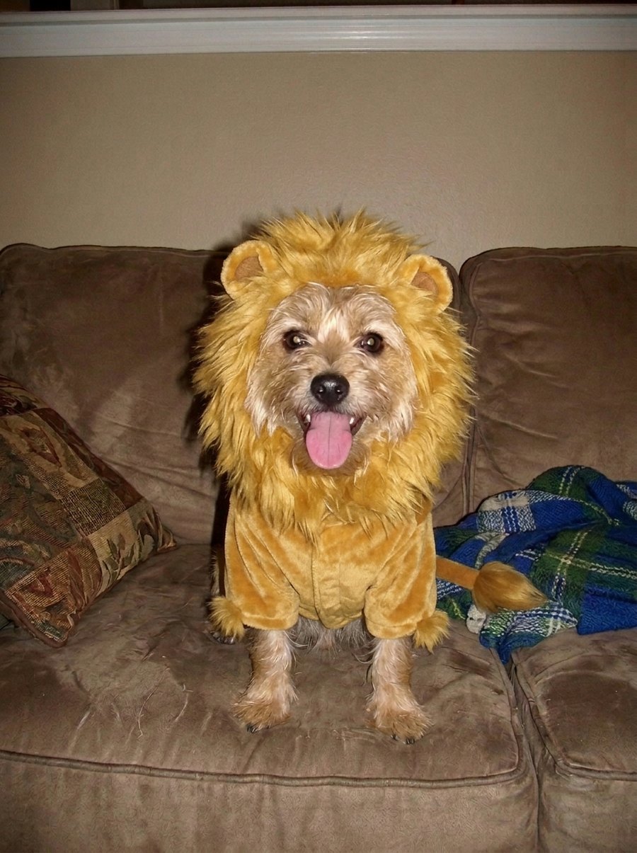 Slide 2: the lion suit with a smaller mane