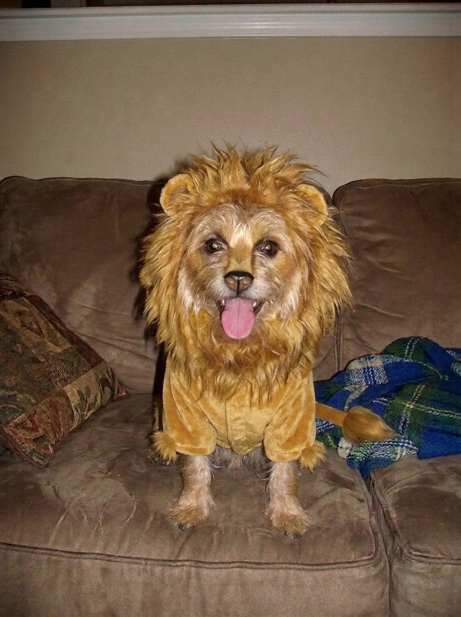 Slide 1 of the pet version: the dog in a full lion costume