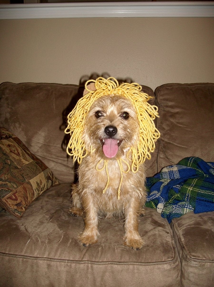 Slide 4: the real photo of the dog in a yarn lion mane